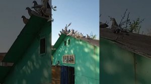 Голуби Турецкая такла на продажу, вывод 2024г, город Ишимбай, Республика Башкортостан