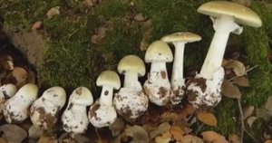 ... Самые опасные грибы для человека....