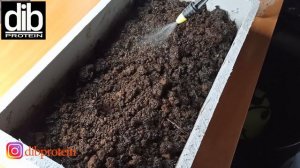Переработка зоогумуса чёрной львинки дождевыми компостными червями.