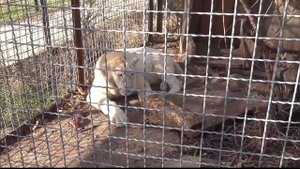 Тигриное царство страны Тайгания! Парк львов Тайган #тайган