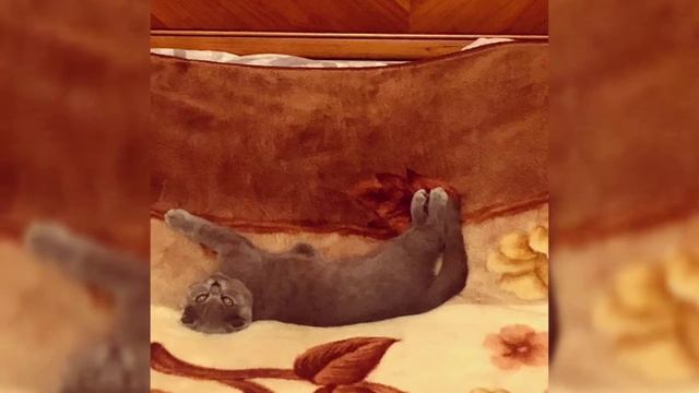 Воспоминания о моей кошке смотреть онлайн