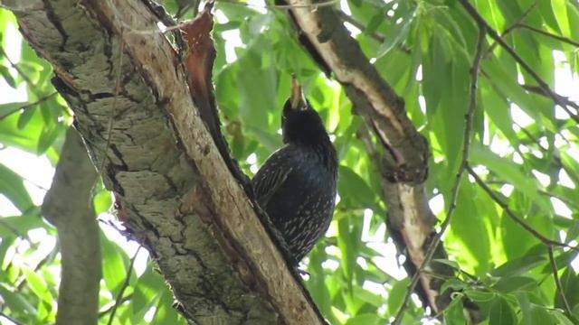 Common starling / Sturnus vulgaris / Обыкновенный скворец II Bird voices смотреть онлайн