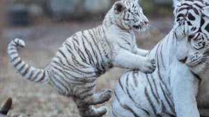 Большая кошка🐯 Животные красивые и смешные😊 Музыка для настроения🙂