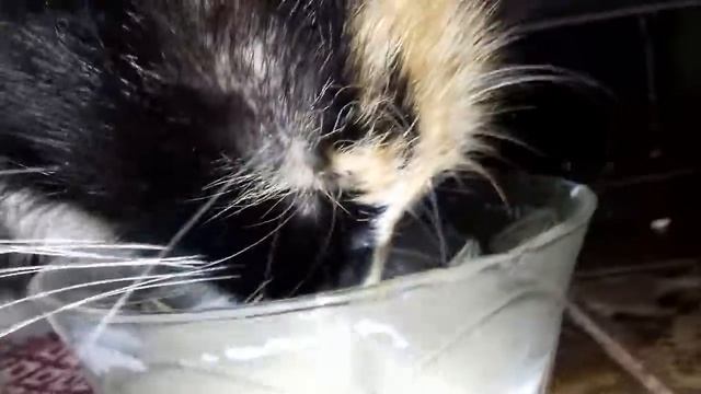 Вечно твоя голодная подруга ) смотреть онлайн