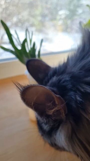 Добрый день на Алтае! Кошка Рыся мейкун любит пить луковую воду. смотреть онлайн