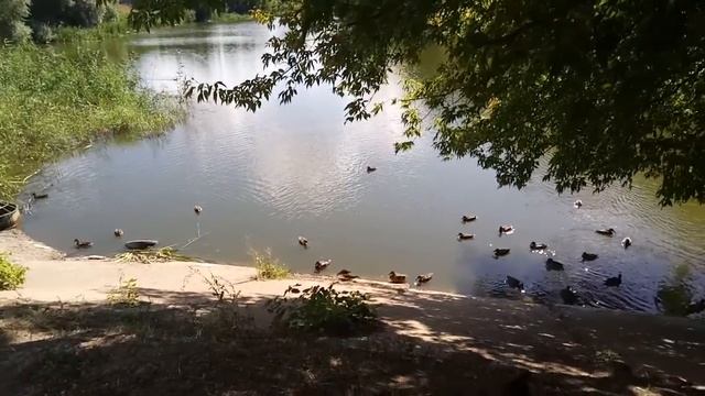 Утки возле дома 05.09.2021 смотреть онлайн