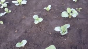 Сею у Опоры СВЕКЛУ сорта "ЕГИПЕТСКАЯ ПЛОСКАЯ"!!!  Это не ПОЗДНО Само То!!!   12.6.24г.