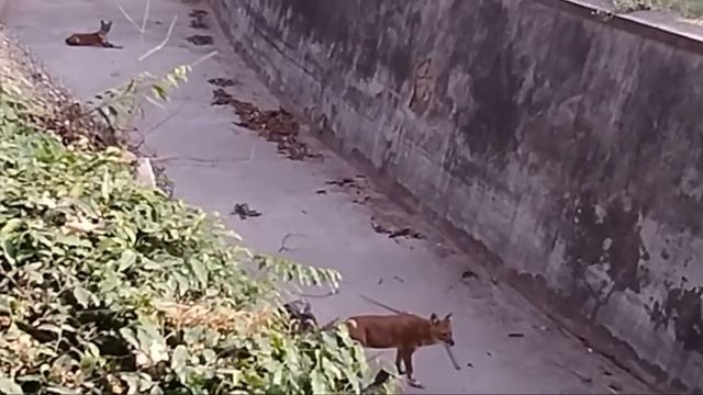 Dhole animal | dhole asiatic wild dog | dhole as pet | dhole dog | dhole documentary | wild dog ||