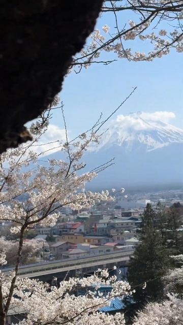 Mt Fuji. #travel #2023 #japan #trending #spring #sakura #explore #thingstodo #tokyo #mountains