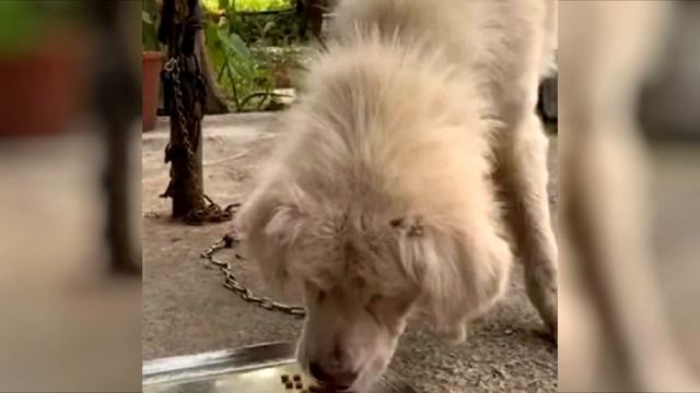 Хозяева уехали в отпуск, бросив собаку привязанной во дворе. Она звала на помощь! смотреть онлайн