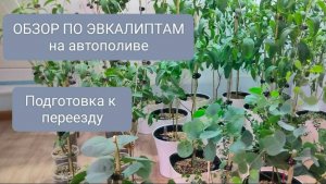 💜ОБЗОР ПО ЭВКАЛИПТАМ НА АВТОПОЛИВЕ И ПОДГОТОВКА К ПЕРЕЕЗДУ