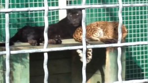 Большая чёрная пантера! Парк львов Тайган #тайган