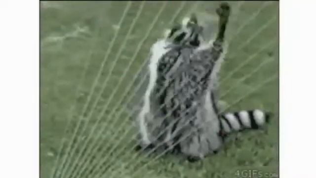 funny crazy animals.Прикольные животные, нарезка. смотреть онлайн