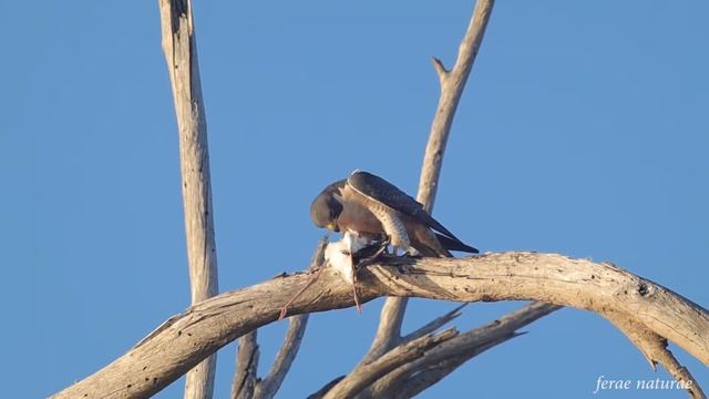 Peregrine falcon devours a Black-necked stilt смотреть онлайн