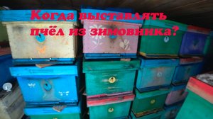 КОГДА ВЫСТАВЛЯТЬ ПЧЁЛ ИЗ ЗИМОВНИКА, КАК МЫ И КОГДА ЭТО ДЕЛАЕМ.