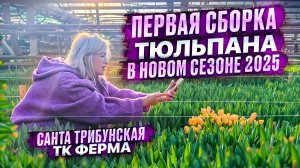 ПЕРВАЯ СБОРКА ТЮЛЬПАНА. СЕЗОН 2025