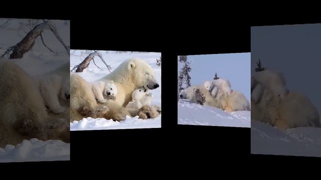День белого медведя! смотреть онлайн