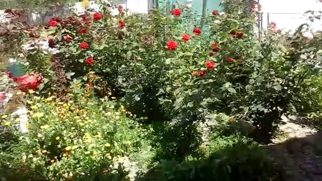 Тайсан и Буся читать описние смотреть онлайн