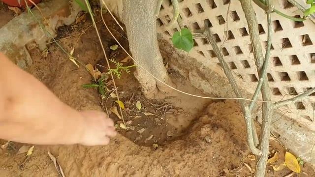 How to Grow and Care Rangoon Creeper / Madhumalti Plant || Best Flowering Perennial | Fun Gardening