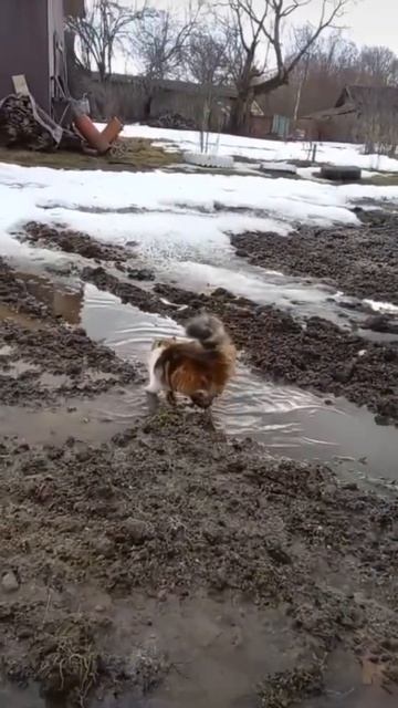 Кошка в луже грязи) смотреть онлайн