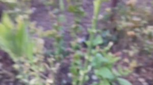 Поговорим о ТАБАКЕ! 🌱 Опыт выращивание сорта Вирджиния ГОЛД! ☝...