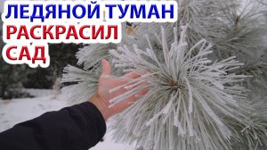 Ледяной морозный туман в Ростове раскрасил новыми красками зимний хвойный сад