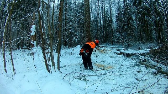 Идеальная валка дерева // Лесозаготовка в Беларуси // Stihl MS361