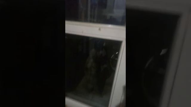 Кот просится домой смотреть онлайн