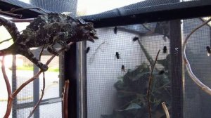 Jacksons Chameleon ( Trioceros jacksonii ) Eating flies with sticky tongue