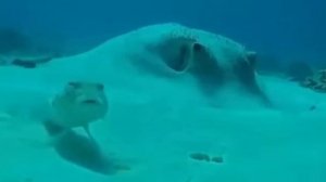 рыба Что за х**** б**** мем #мем #мемы