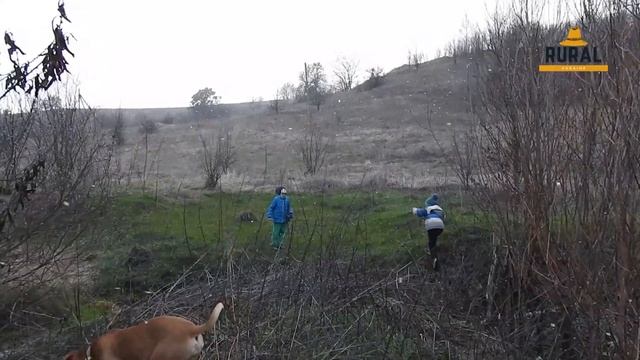 First Long Walk with a Puppy смотреть онлайн