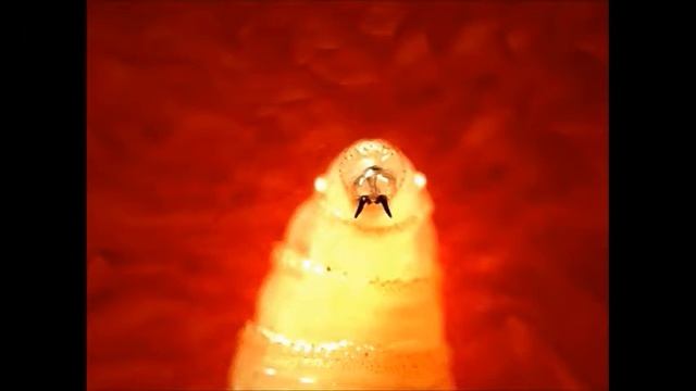 Perhaps But Maybe Not Screwworms смотреть онлайн