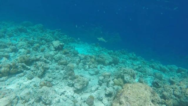 Опять рифовая акула смотреть онлайн