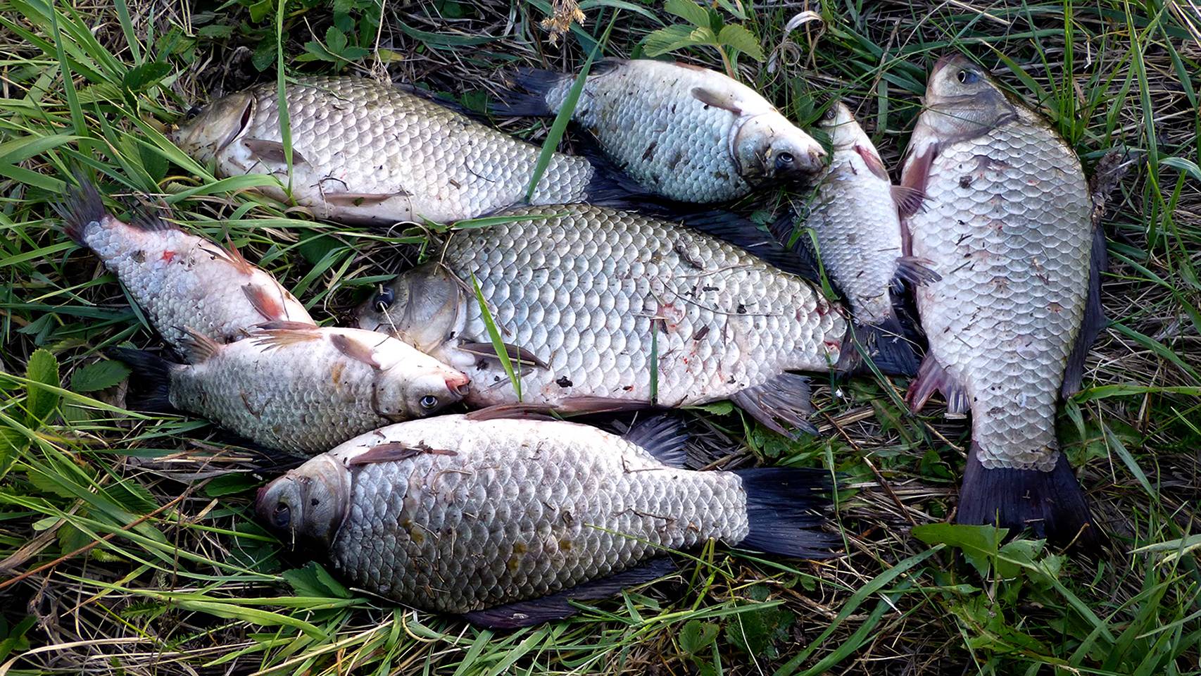 Вот это Лапти!!! Крупные караси на донку смотреть онлайн