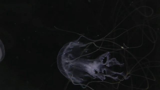 Baby Chrysaora pacifica(1) смотреть онлайн