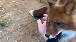 Лиса-Алиса. Лис Игнис играет с рукой.