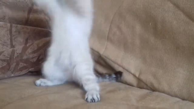 Голубоглазая малышка. смотреть онлайн