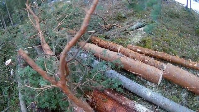 forest felling // Давненько таких деревьев не было // Валка леса