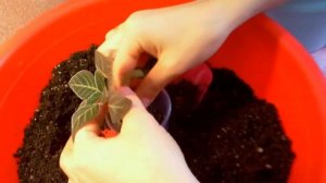 Глоксиния.Перевалка деток глоксиний