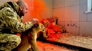 Мы пришли с львицей Сараби к злючкам-львятам и Сараби показывает им что нужно ПОДЧИНЯТЬСЯ старшим!!