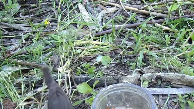 Варакушка. Bluethroat. смотреть онлайн