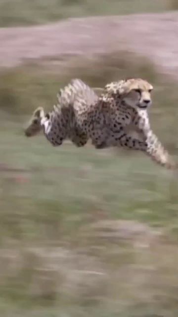 Animales Sorprendentes #guepardo #felinos #gatos смотреть онлайн