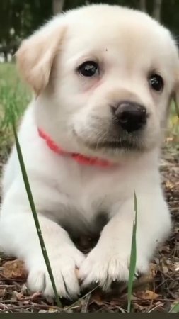 cute doge#dog voice#dog short videos#new status