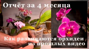 Отчёт за 4 месяца, Как развиваются орхидеи из прошлых видео