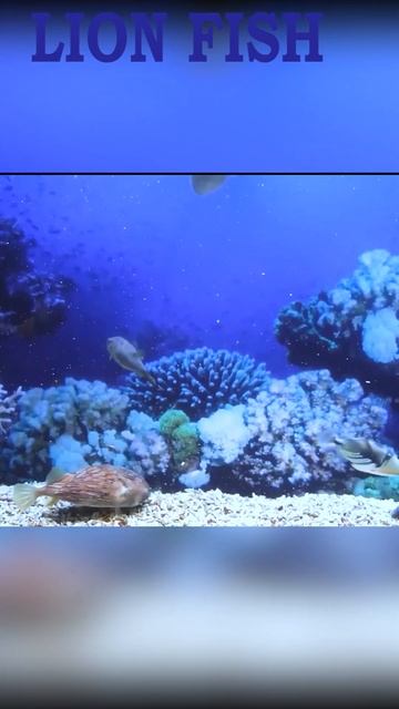 Lion fish (Marine life ) смотреть онлайн