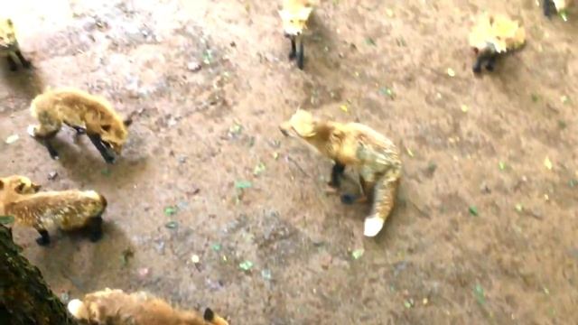 Tohoku Road Trip 2019 Episode 2: Zao Fox Village & Fukushima | Adventures in Japan смотреть онлайн