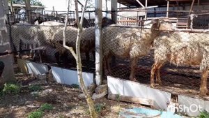 Купаем овец, от полевого клеща. Первая весенняя купка.