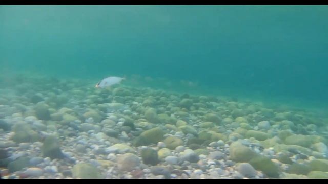 Light Rock Fishing/Ultra Light 15.08.2017/ Kuzu Avı смотреть онлайн