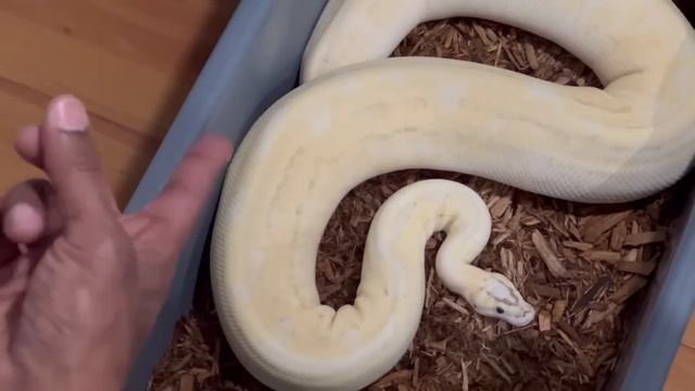 Ozzy Boids - BEST CLOWN COMBO EVER!!! смотреть онлайн