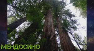 .....Самые высокие деревья в мире...